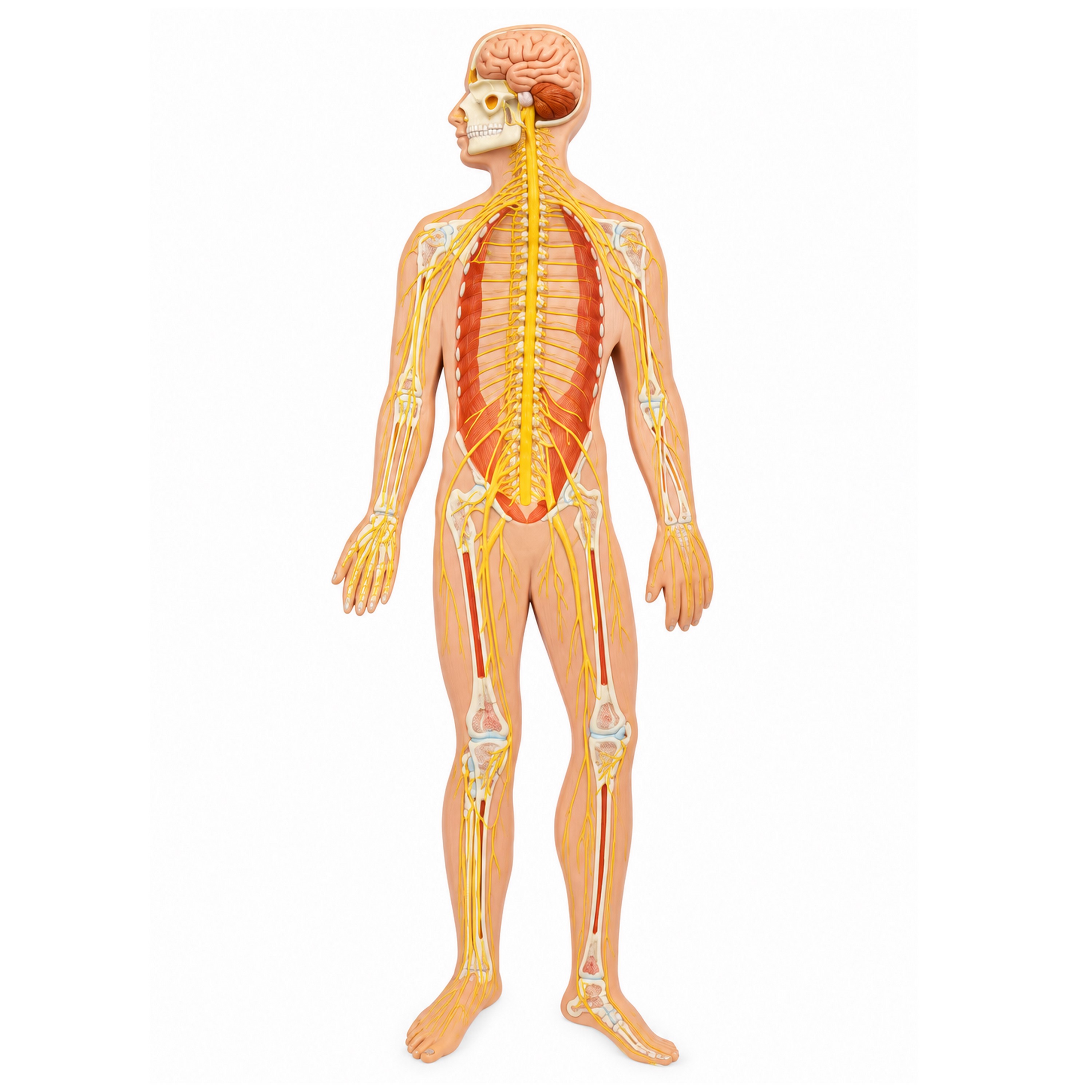 3B Scientific® Nervensystem Modell in 1/2 natürlicher Größe