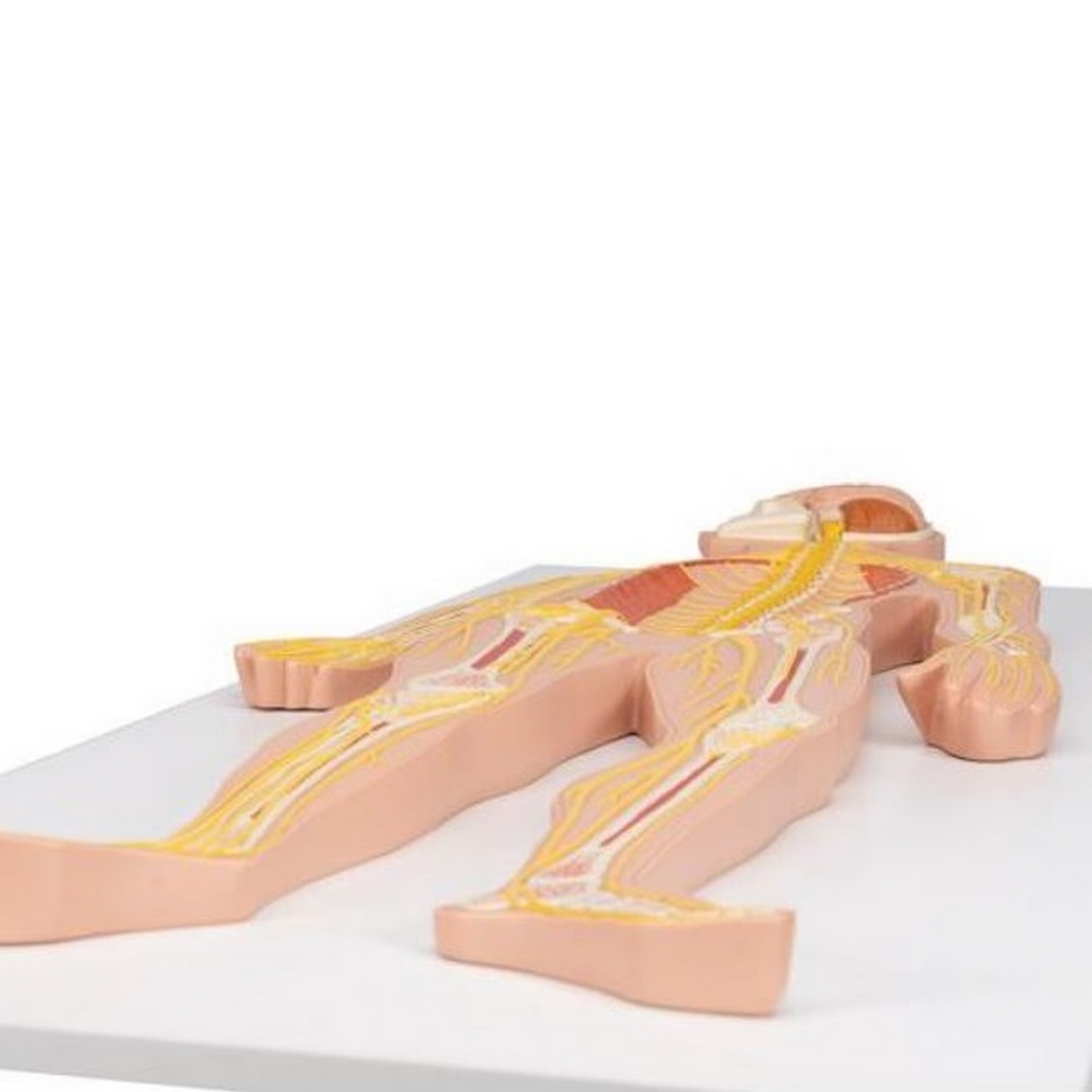 3B Scientific® Nervensystem Modell in 1/2 natürlicher Größe