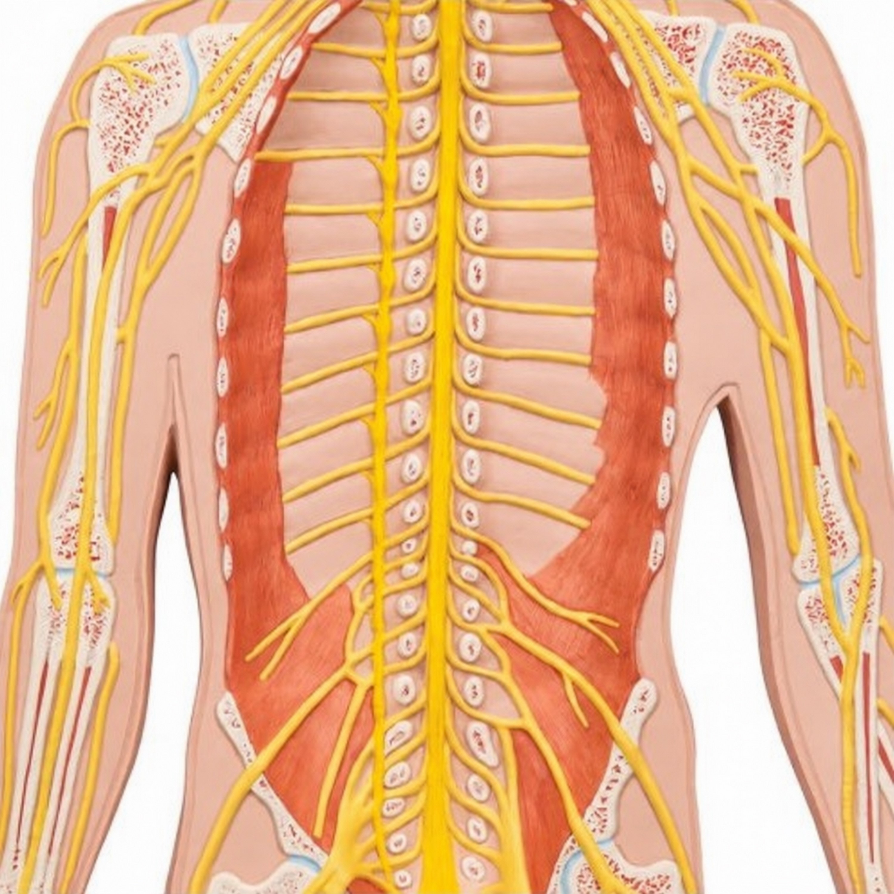 3B Scientific® Nervensystem Modell in 1/2 natürlicher Größe