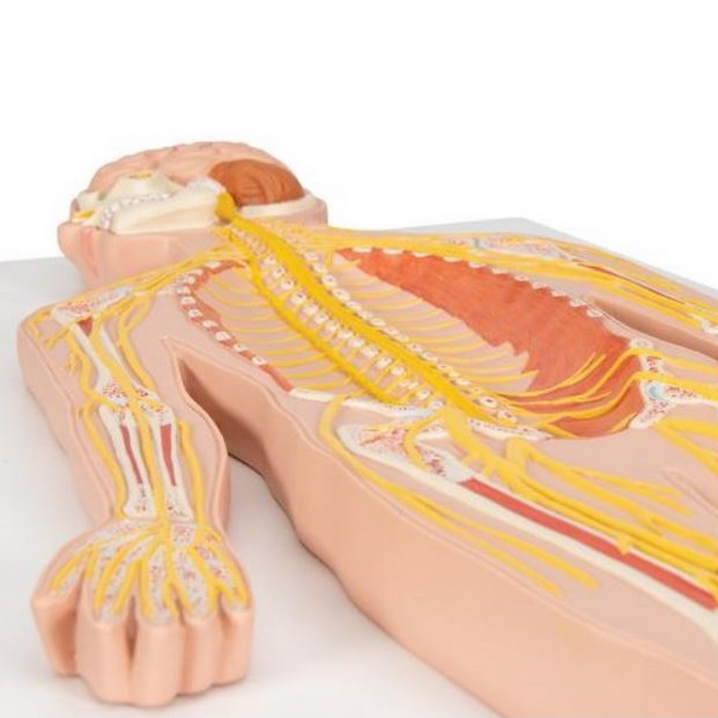 3B Scientific® Nervensystem Modell in 1/2 natürlicher Größe